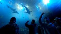 Rainy day in Sarasota? 10 fun indoor things to do