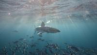 Scientists hope sharks can improve hurricane predictions