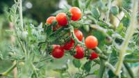 Gardeners should add 1 vital item to soil to help tomatoes grow juicy and plump