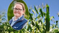 Assess maize crops now for harvest readiness