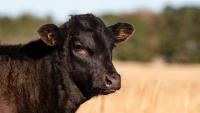 Cattle Volatility, a Wheat Rally and Strong Soybean Demand Define First Week of August Markets