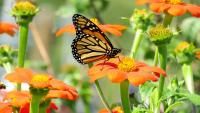 The One Flower Monarch Butterflies Depend on in Late Summer – Plant It Now for a Garden Full of Color and Wildlife