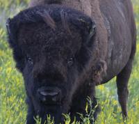 Southwest History: Ex Fort Walsh officer shoots last Cypress Hills bison