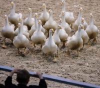 Australia's H5N1 cases cross 200, Victoria tightens poultry rules