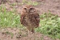 Florida Residents Heartbroken After a Construction Project Displaces Threatened Owl’s Nest