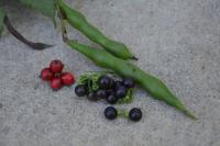 Do Not Eat These 13 Toxic Plants (That Look Like Food)