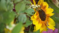 Flower to the People: Maine gardener selling blooms to support local causes﻿