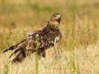 Free as a bird: Rare Serbian eagle rescued and returned through Lebanon