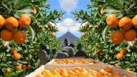 South Africa Emerges as World’s Leading Citrus Exporter as Fruit Exports Sectors