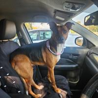 Home at last: Fire Man the dog’s tearful reunion with repatriated owner in Malawi