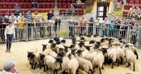Scottish and English store lamb sales