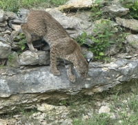 Sheriff: Bobcat observed in Kansas neighborhood