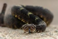 Missouri's 5 Venomous Snakes and How to Avoid Them