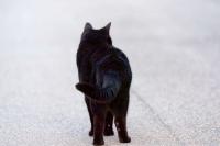 A microchip ends a 2-year search as a lost Georgia cat turns up in Florida
