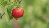 Acerola cherry: The vitamin C superfruit with powerful health benefits