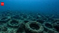 Florida dumped millions of tyres into the ocean to build a reef. More than 50 years later, it is still cleaning them up