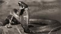 These heartbreaking wildlife photos from Peter Beard’s seminal 1960s and 70s African project reveal the massive damage done by humans