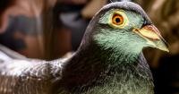 Europe's Last Military Pigeon Loft Trains Pigeons for Potential Service
