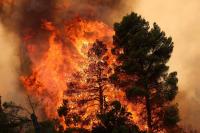 European wildfires in numbers: How record-breaking heatwaves have scorched the continent