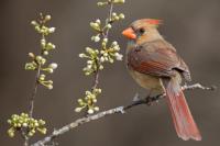 Do Your Neighbors Care About Backyard Wildlife or Do They Just Love Sterile Grass?