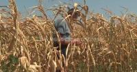 Severe heat waves and drought devastate Bosnia's corn harvest