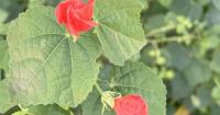 Turk’s Cap is on the list of Texas superstars in the garden