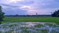 'These were harder than any other blades, cut sharper and cost more': How ancient Sri Lankans created steel of legends by harnessing monsoons