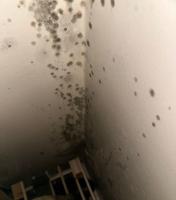 Toddler caught respiratory disease living in mouldy Army housing