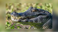 What Tops Texas And The U.S. ‘Most Dangerous Animal’ List?
