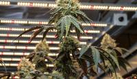 OCR Says Cannabis Cultivation Could Begin Within Weeks, With Dispensaries Opening Before Year-End