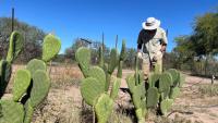 Arizona helps expand food market for prickly pear cactus