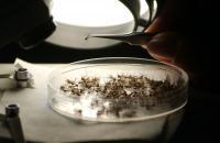North Dakota Confirms First Human West Nile Case as Five Counties Report Positive Mosquitoes