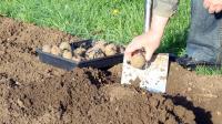 Gardeners Grew This Vegetable Before Potatoes Became Popular, Now Few Would Recognize It