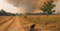 Is this Europe's worst fire season?