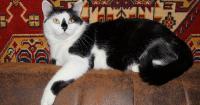 International Cat Day 2026: Why August 8 Is Celebrated and 10 Facts About Cats