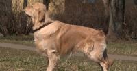 Duck Friendship Helps Golden Retriever Cope With Anxiety: Viral Animal Story Explained