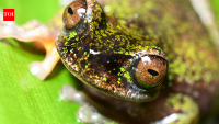 Meet Costa Rica's tiny 'coffee frog,' a nocturnal species found living among coffee shrubs