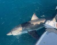 Sharks may help scientists predict hurricane strength