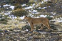 Researchers Call It the Ghost Cat, and It Took 3 Years of Waiting to Film It