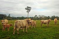 Costa Rica Warns Pet Owners After Rabies Kills Cattle in Golfito