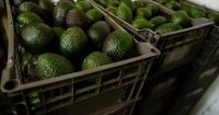 U.S. partially resumes avocado inspections in Mexico