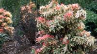 Gardening With Allen: Shrubs that don’t grow too tall