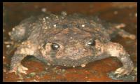 Scientists discover seven new species of elusive 'diamond frogs'