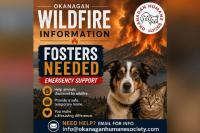 Okanagan Humane Society emergency support: Fosters needed for pets following Bald Range wildfire