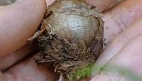 OSU Extension workshop to help gardeners get the most from flowering bulbs