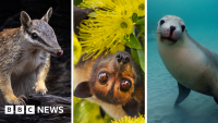 Australia is the planet's extinction hotspot, but one animal offers a glimmer of hope