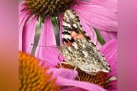 VIEWPOINT: Visiting painted lady butterflies add touch of colour Shuswap summers