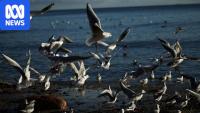 Bird flu is spreading across Australia — this is what you need to know