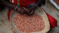 Gut bacteria treatment may ease severe peanut allergies
