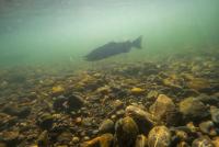 As commercial salmon fishing resumes in California, the industry faces a murky outlook